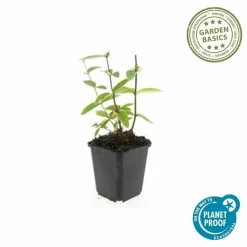 LA GREEN TOUCH - Millepertuis inodore 'annebel' x12 – entre 0,75 et 1m2