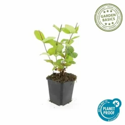 LA GREEN TOUCH - Millepertuis inodore 'beauty' x6 – entre 0,38 et 0,5m2