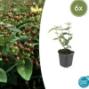 LA GREEN TOUCH - Millepertuis 'rheingold' x6 – entre 0,38 et 0,5m2