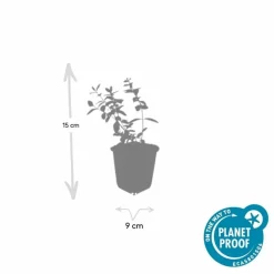 LA GREEN TOUCH - Millepertuis 'peter dummer' x20 – entre 1,25 et 1,67m2