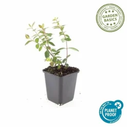 LA GREEN TOUCH - Millepertuis 'peter dummer' x20 – entre 1,25 et 1,67m2