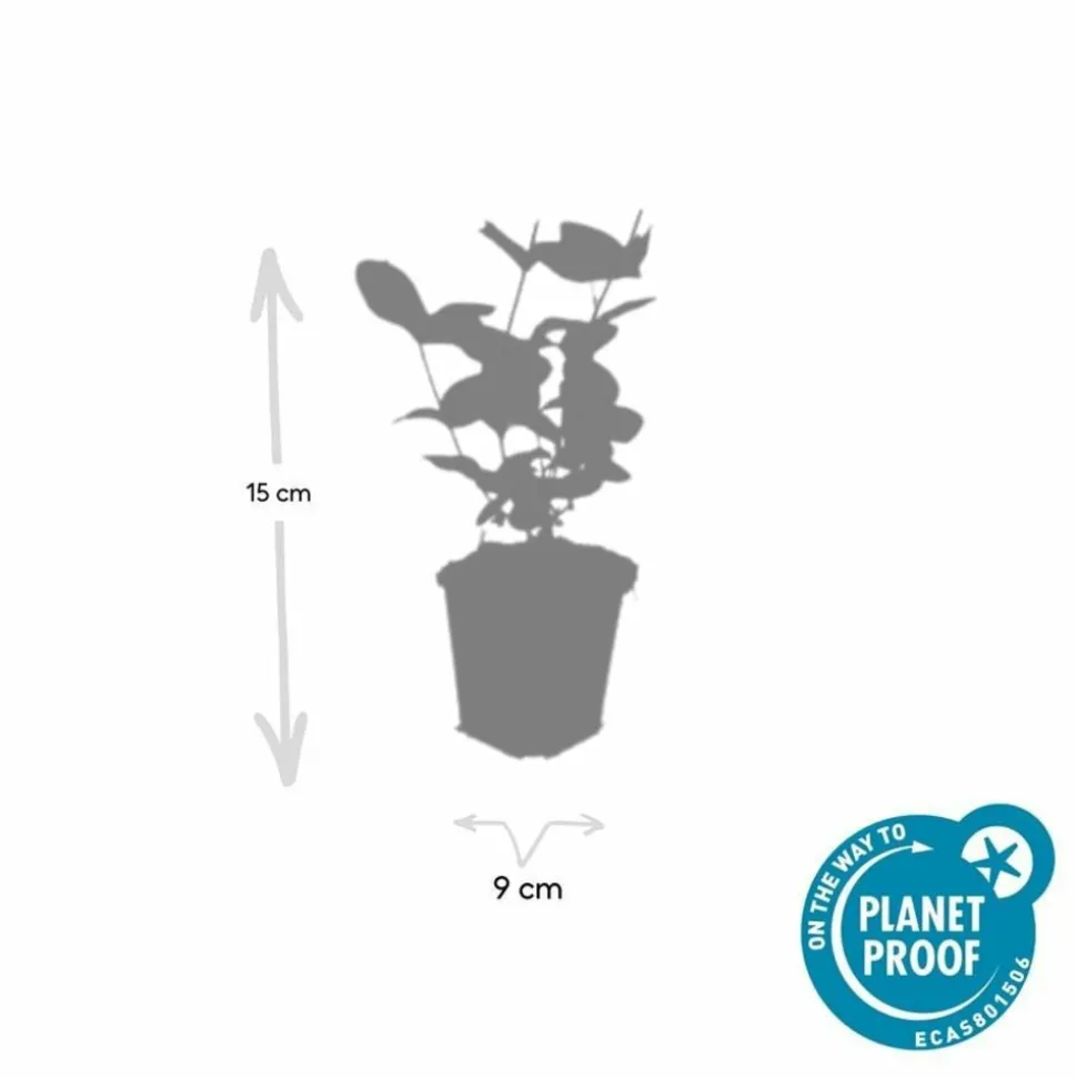 LA GREEN TOUCH - Millepertuis inodore 'beauty' x12 – entre 0,75 et 1m2
