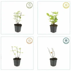 LA GREEN TOUCH - Millepertuis inodore 'beauty' x12 – entre 0,75 et 1m2