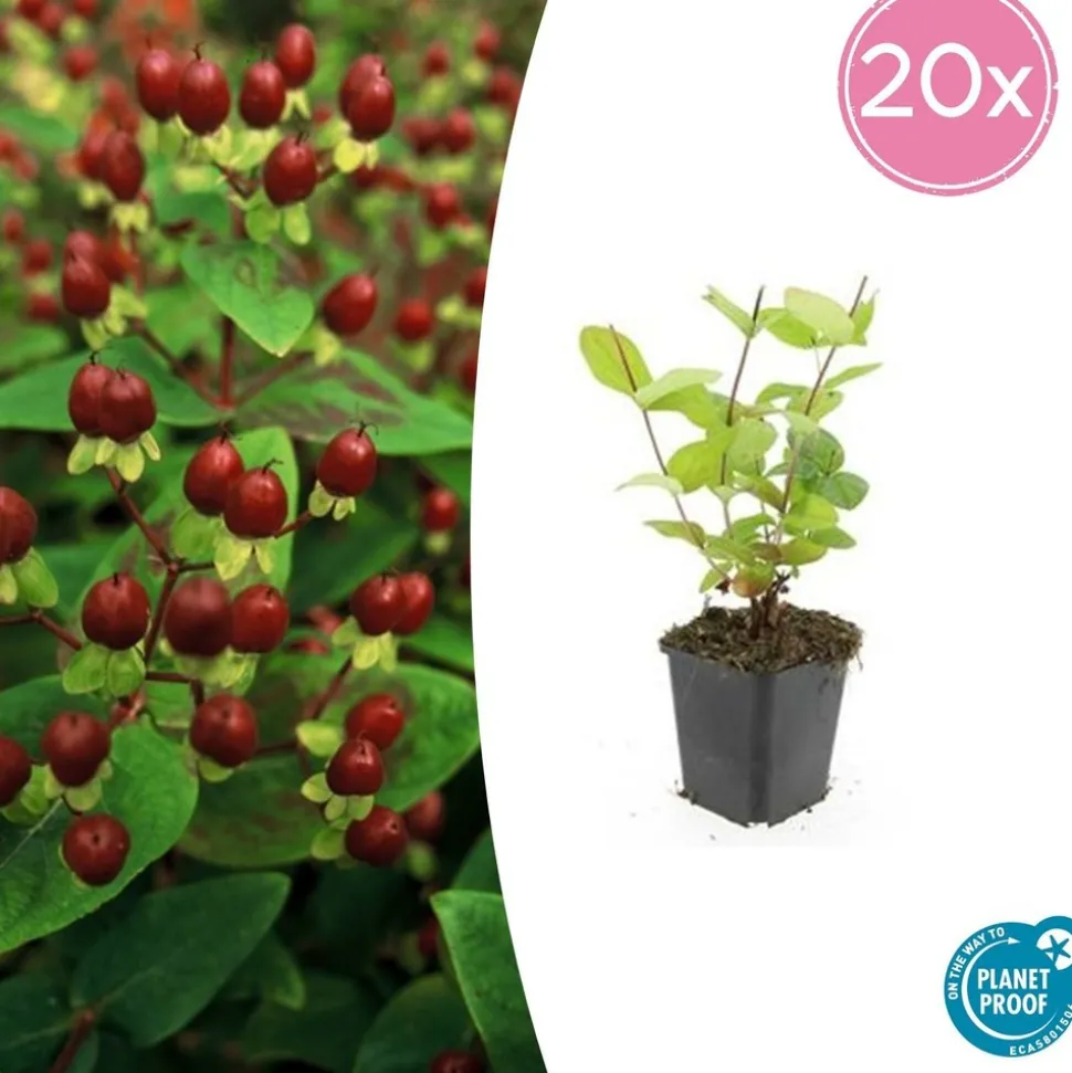LA GREEN TOUCH - Millepertuis inodore 'beauty' x12 – entre 0,75 et 1m2