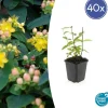 LA GREEN TOUCH - Millepertuis inodore 'annebel' x40 – entre 2,5 et 3,33m2
