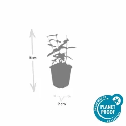 LA GREEN TOUCH - Millepertuis inodore 'annebel' x40 – entre 2,5 et 3,33m2