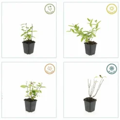 LA GREEN TOUCH - Millepertuis inodore 'annebel' x40 – entre 2,5 et 3,33m2