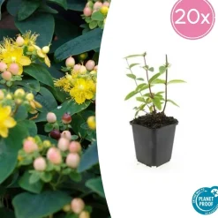LA GREEN TOUCH - Millepertuis inodore 'annebel' x40 – entre 2,5 et 3,33m2