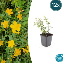 LA GREEN TOUCH - Millepertuis 'peter dummer' x40 – entre 2,5 et 3,33m2