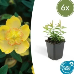 LA GREEN TOUCH - Millepertuis à grandes fleurs x6 – entre 0,38 et 0,5m2