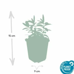 LA GREEN TOUCH - Millepertuis à grandes fleurs x6 – entre 0,38 et 0,5m2