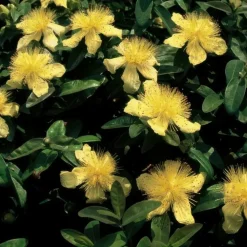 LA GREEN TOUCH - Millepertuis à grandes fleurs x6 – entre 0,38 et 0,5m2