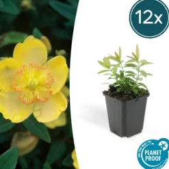 LA GREEN TOUCH - Millepertuis à grandes fleurs x6 – entre 0,38 et 0,5m2