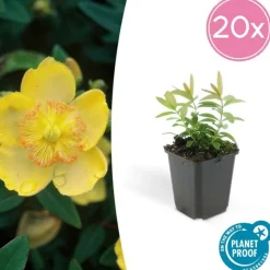 LA GREEN TOUCH - Millepertuis à grandes fleurs x6 – entre 0,38 et 0,5m2