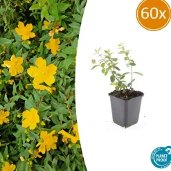 LA GREEN TOUCH - Millepertuis 'peter dummer' x60 – entre 3,75 et 5m2