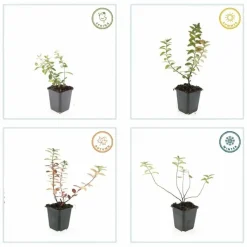 LA GREEN TOUCH - Millepertuis 'peter dummer' x60 – entre 3,75 et 5m2