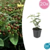 LA GREEN TOUCH - Millepertuis 'rheingold' x20 – entre 1,25 et 1,67m2