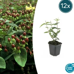 LA GREEN TOUCH - Millepertuis 'rheingold' x20 – entre 1,25 et 1,67m2
