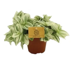 LA GREEN TOUCH - Misère tradescantia brightness 20cm - plante d'intérieur
