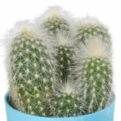 LA GREEN TOUCH - Mix de 5 cactus et leurs caches-pots colorés h16cm