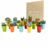 LA GREEN TOUCH - Mix de 15 cactus et succulentes et leurs caches-pots colorés h13cm
