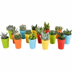 LA GREEN TOUCH - Mix de 15 cactus et succulentes et leurs caches-pots colorés h13cm