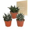 LA GREEN TOUCH - Mix de 3 gasteria et haworthia h18cm