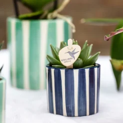 LA GREEN TOUCH - Mix de plantes vertes avec pots decoratifs