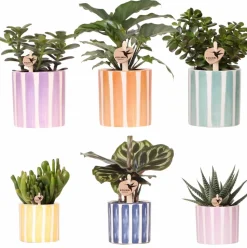 LA GREEN TOUCH - Mix de plantes vertes avec pots decoratifs