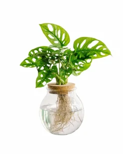 LA GREEN TOUCH - Monstera adansonii en hydroculture 25cm - plante d'intérieur