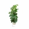 LA GREEN TOUCH - Monstera pertusum 150cm et son pot blanc 30cm - hauteur 150cm