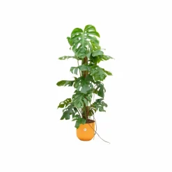 LA GREEN TOUCH - Monstera pertusum 120cm et son pot jaune - hauteur 120cm