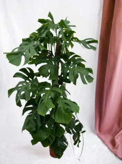 LA GREEN TOUCH - Monstera deliciosa xxl 150cm - plante d'intérieur