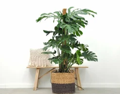 LA GREEN TOUCH - Monstera deliciosa xxl 150cm - plante d'intérieur
