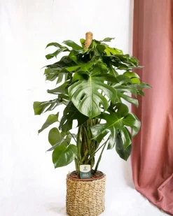 LA GREEN TOUCH - Monstera deliciosa xxl tuteur 105cm - plante d'intérieur