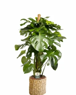 LA GREEN TOUCH - Monstera deliciosa xxl tuteur 105cm - plante d'intérieur