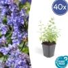 LA GREEN TOUCH - Nepeta 'six hills giant' x40 – entre 2,5 et 3,33m2