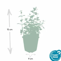LA GREEN TOUCH - Nepeta 'six hills giant' x40 – entre 2,5 et 3,33m2