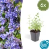 LA GREEN TOUCH - Nepeta 'six hills giant' x6 – entre 0,38 et 0,5m2