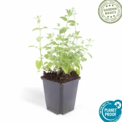 LA GREEN TOUCH - Nepeta 'six hills giant' x6 – entre 0,38 et 0,5m2
