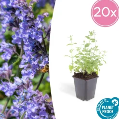 LA GREEN TOUCH - Nepeta 'six hills giant' x6 – entre 0,38 et 0,5m2