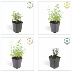 LA GREEN TOUCH - Nepeta 'six hills giant' x12 – entre 0,75 et 1m2