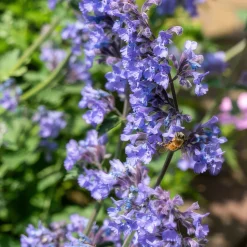 LA GREEN TOUCH - Nepeta 'six hills giant' x12 – entre 0,75 et 1m2