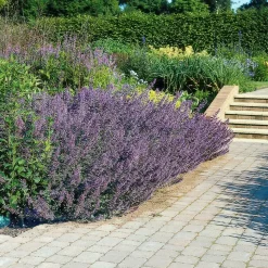 LA GREEN TOUCH - Nepeta 'six hills giant' x60 – entre 3,75 et 5m2