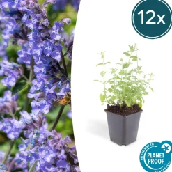 LA GREEN TOUCH - Nepeta 'six hills giant' x60 – entre 3,75 et 5m2