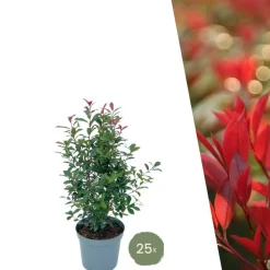 LA GREEN TOUCH - Néflier brillant rouge h150cm pour 10m linéaires de haie 25x12l