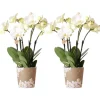 LA GREEN TOUCH - Offre combinée : 2 orchidées phalaenopsis blanches en fleurs cm - plante d'intérieur