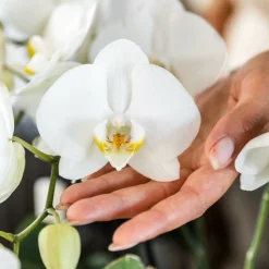 LA GREEN TOUCH - Offre combinée : 2 orchidées phalaenopsis blanches en fleurs cm - plante d'intérieur