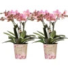 LA GREEN TOUCH - Offre combi: 2 orchidées treviso vieux rose ave pot cm - plante d'intérieur