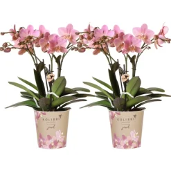 LA GREEN TOUCH - Offre combi: 2 orchidées treviso vieux rose ave pot cm - plante d'intérieur
